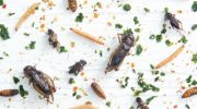 ozon-insecten